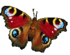 papillon-4