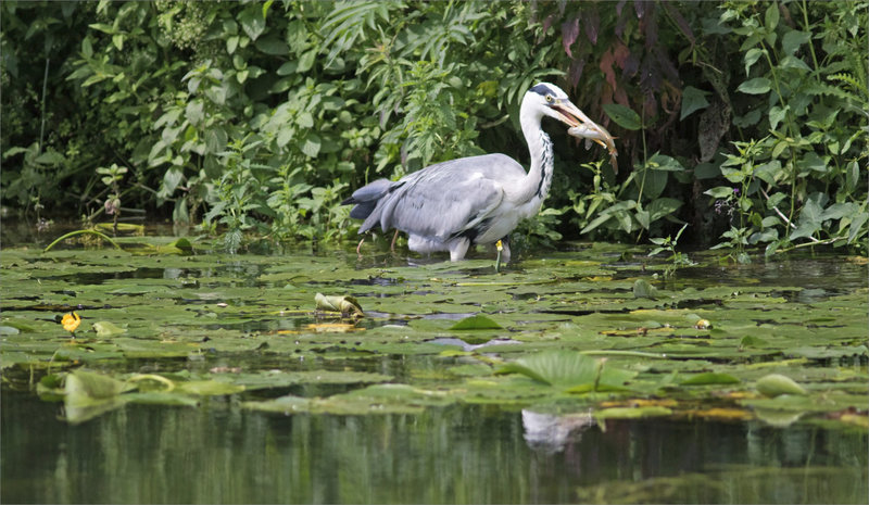 Oiseau héron poisson 300621 ym 1