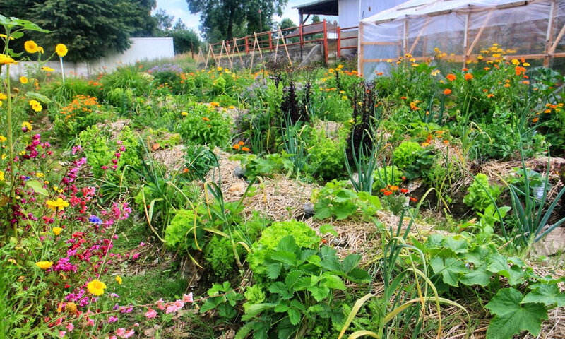 potager-butte-permaculture-min