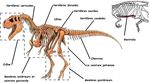 tyrannosaurus_rex_skeleton_travail