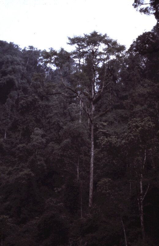 zaire foret gorilles a