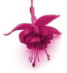 fuschia