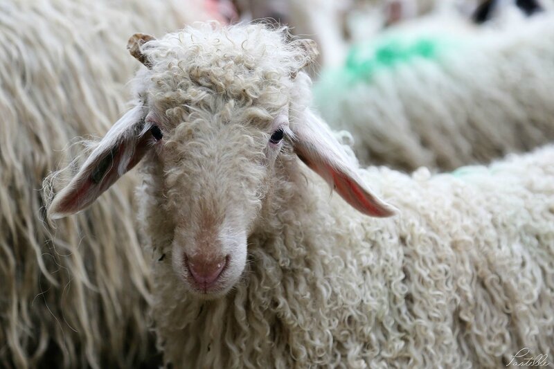 Transhumance_ agneau_A99A4310