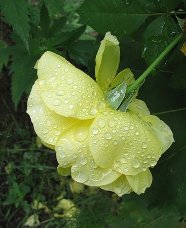 Yellow_Rose_with_Dew_back_garden