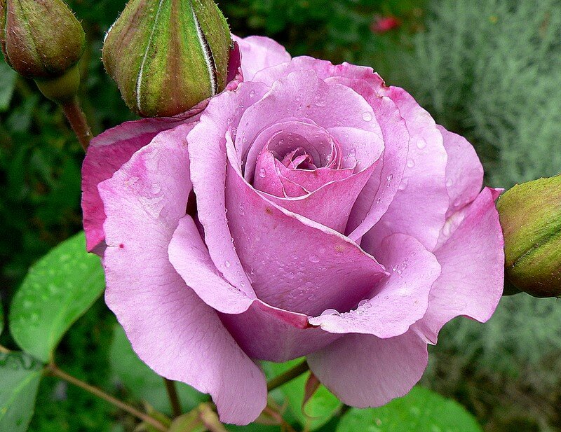 rose Dioressence
