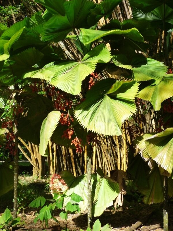 31 Palmiers Jardin botanique Tahiti