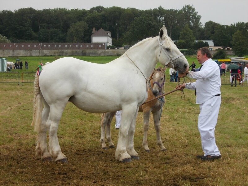 Toscane du Marais - Concours National - 26 Juillet 2015 - 3e Suitées 8 à 10 ans