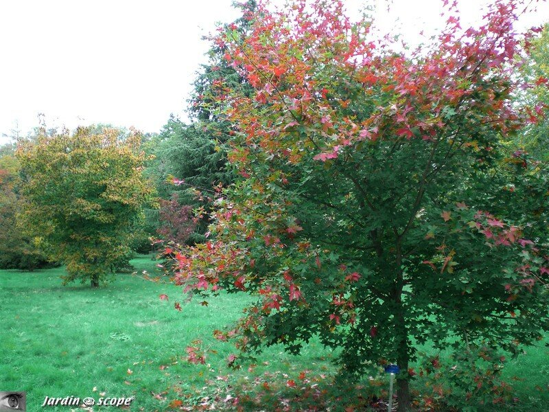 Couleurs d'automne des Acer Callipes