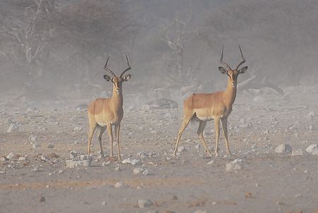 Impalas à face noire, parc d'Etosha, Namibie (3)