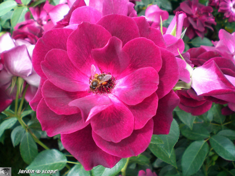Rosa 'Burgundy Ice'
