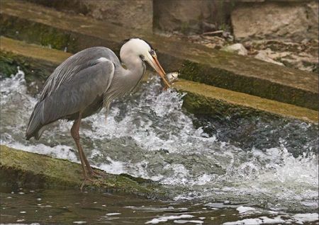 ville lulu heron poisson 7 080412