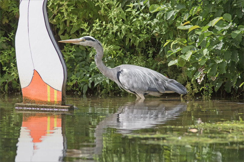 Oiseau héron baigneuse 2 070821