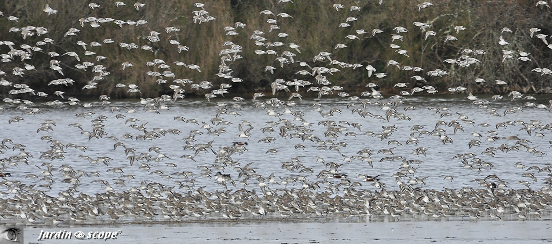 Parc ornithologique du Teich - Battement-d'ailes