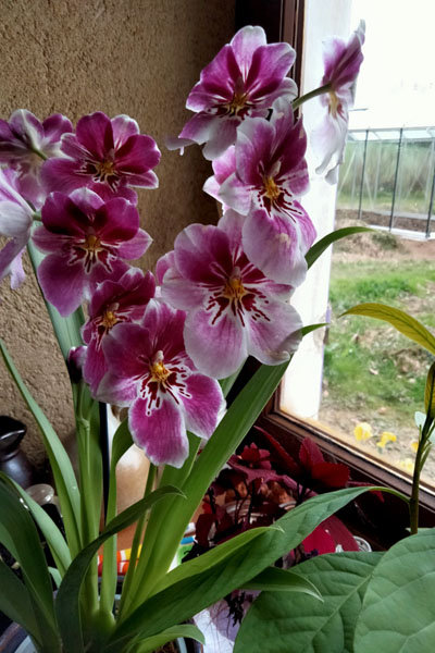 orchidée