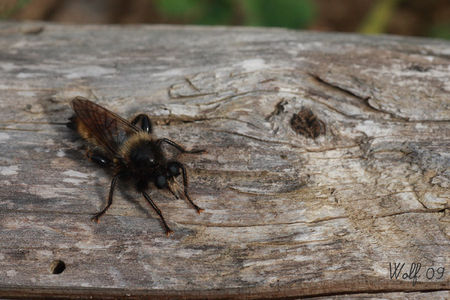 laphria_flava_09_01