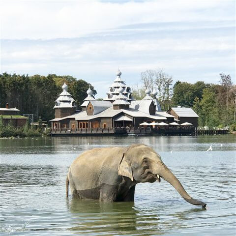 Journée à Pairi Daiza ©Kid Friendly