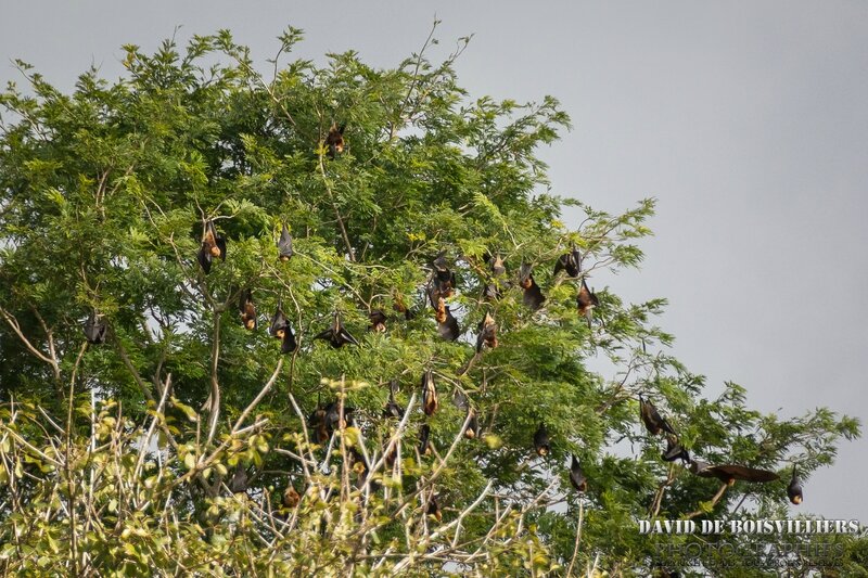 Roussette noire (Pteropus niger) - Île Maurice