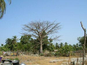 07_03_27_G_3_Ourong_9___baobab