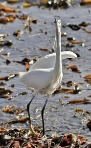 Aigrette 2