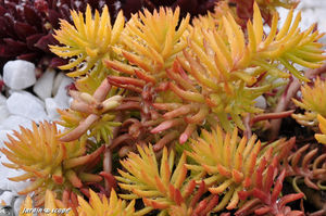 Sedum Reflexum Angelina