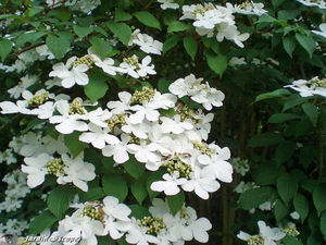 Viburnum plicatum Mariesii en fleurs