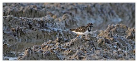 Aiguillon_tournepierre_profil_vase_131209