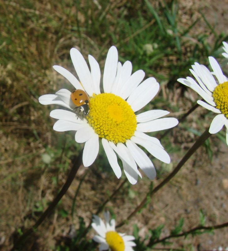 1c