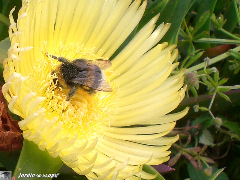 8852-Abeille-sur-Ficoïde