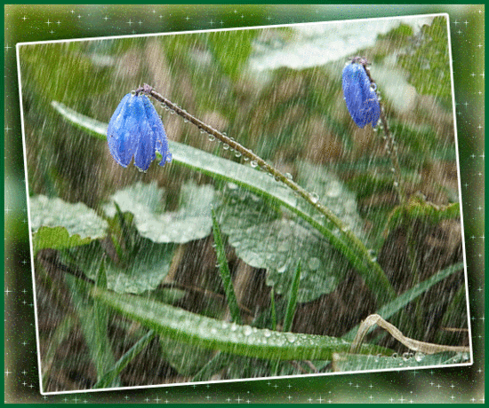 clim pluie fleurs ble BPat