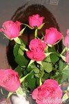 roses_roses