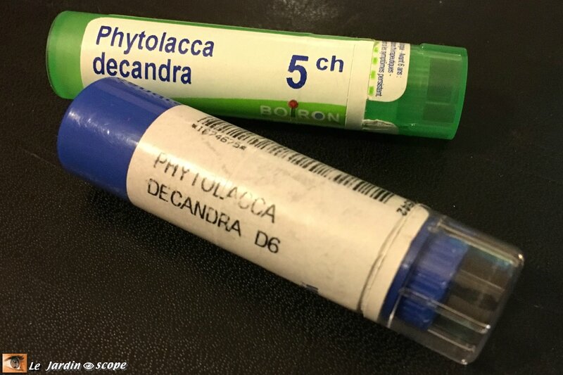 Phytolacca-homéopathie
