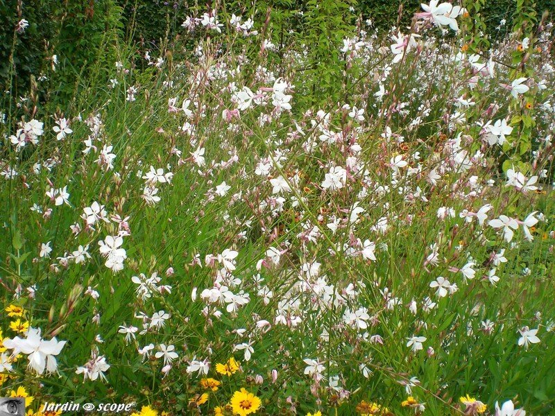 Nuage de fleurs…