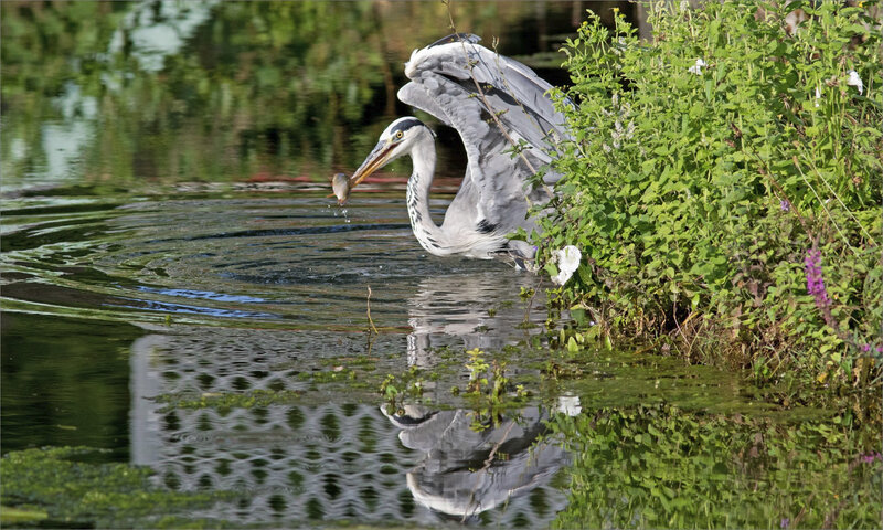 Oiseau héron pêche matin 120819 ym 5 envol