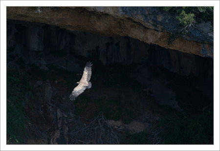 Guara_Vero_vautour_fond_sombre_090709