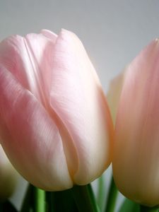 tulipes_033b