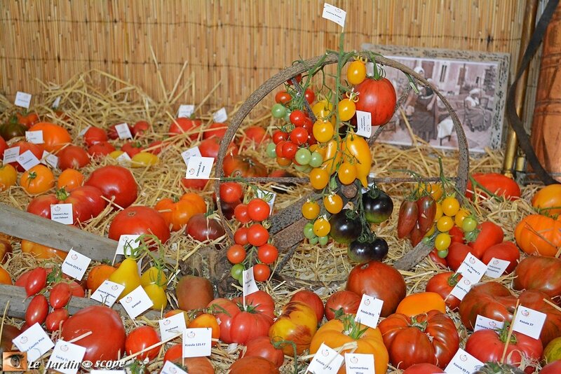 Expo-tomates-2