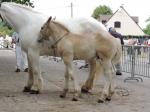 Poulain d'Oméga de la Lys et Alici'a - 14 Juillet 2019 - Concours Chevalin d'Arneke (59)