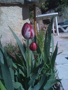 tulipes2