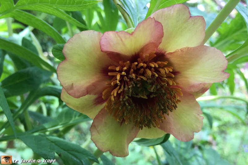 2610-Paeonia-Lutea