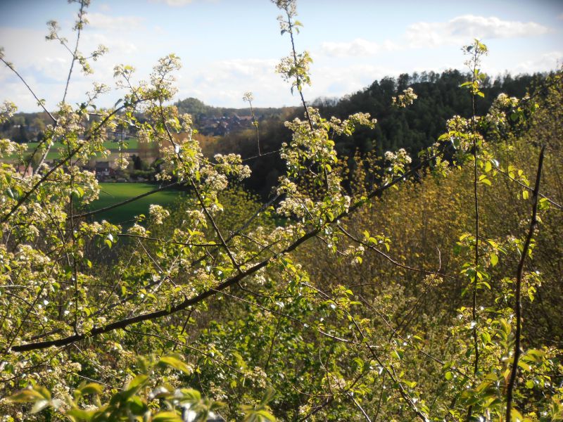 69 - Terril du 6 - Hornu-Wasmes - panorama