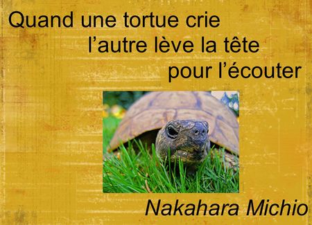 tortue_1