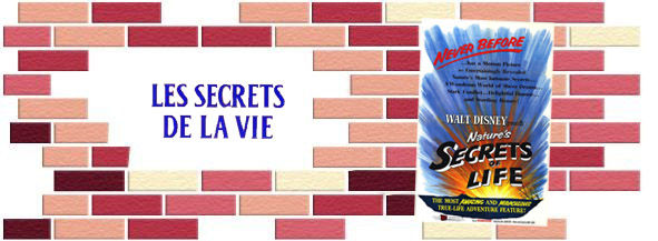 secrets_de_la_vie