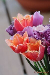 IMG_2114copie2