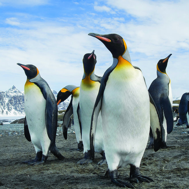 pingouin_2