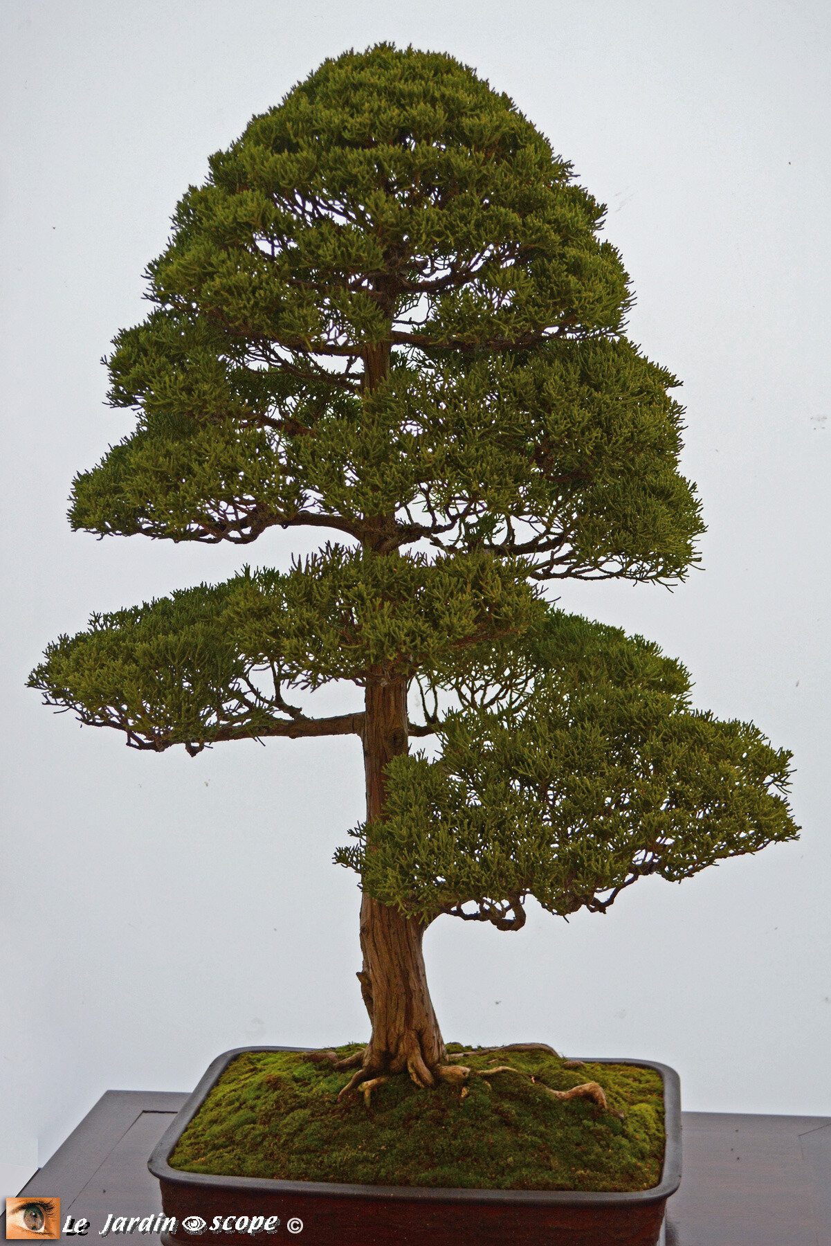 Génevrier de Chine - Juniperus chinensis media blaauw
