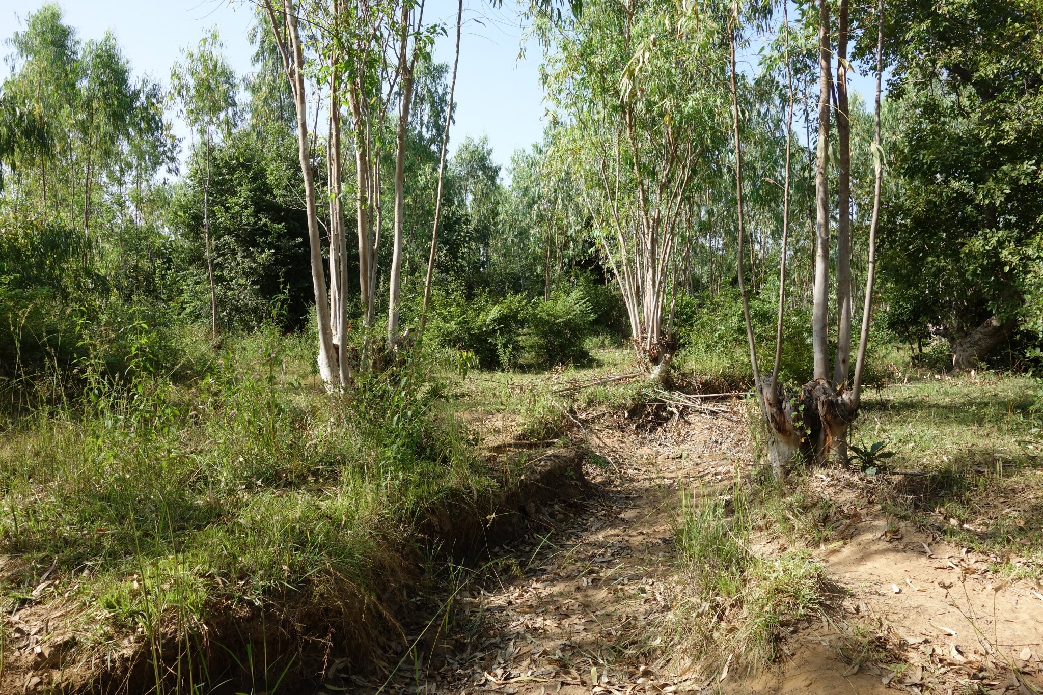 Plantation