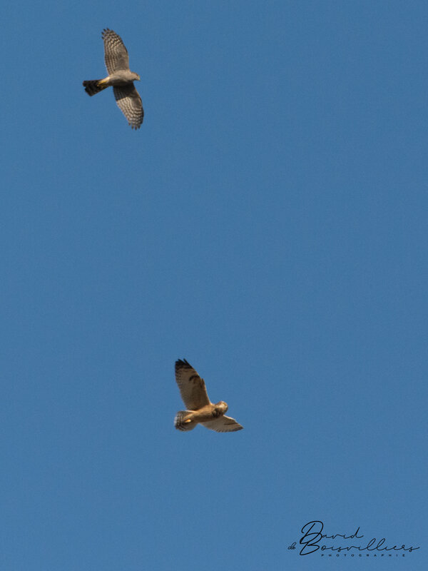 Hibou des marais Vs Epervier d'Europe