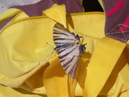 papillon0001