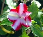 impatiens 2