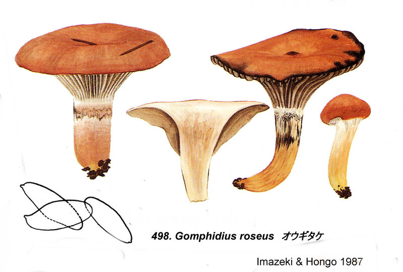 IH1 pl 69 498 Gomphidius roseus